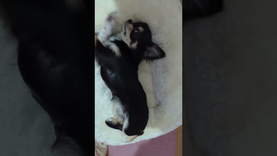 【ロングコートチワワ】極小子犬　階段が上り下りできない#Shorts
