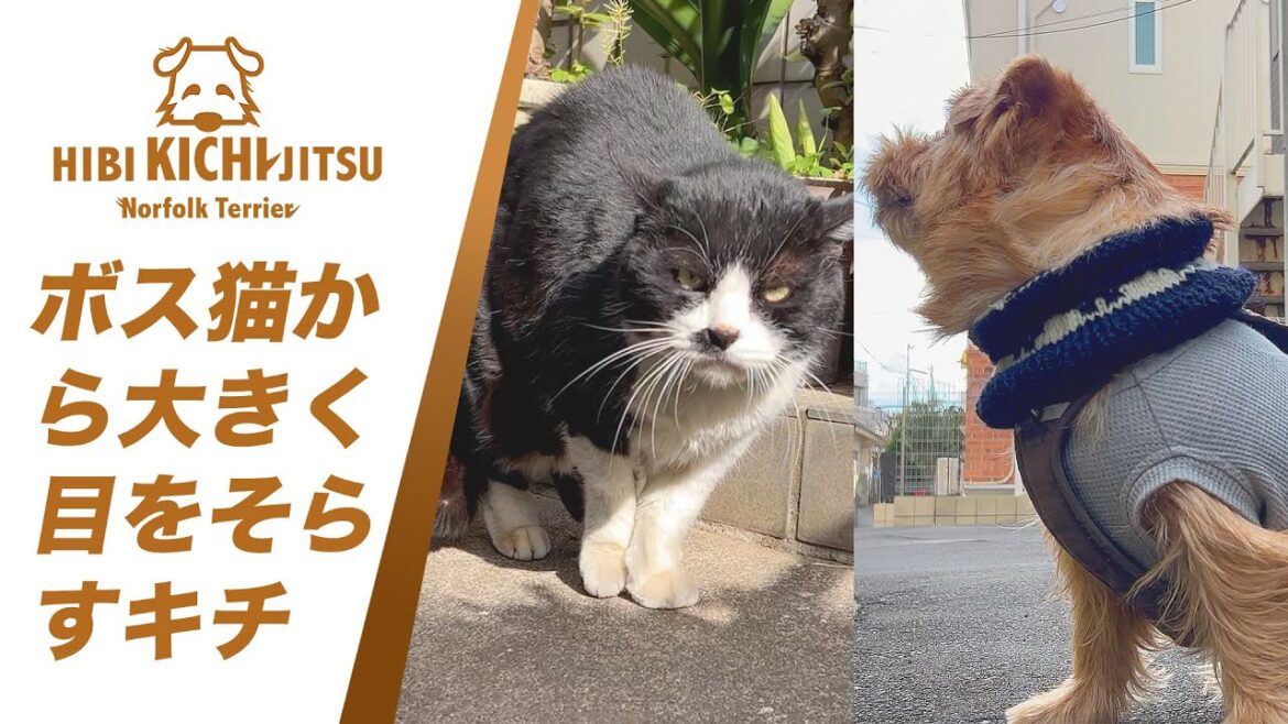 強そうなボス猫 と愛犬キチ【  norfolkterrier ノーフォークテリア  cat】