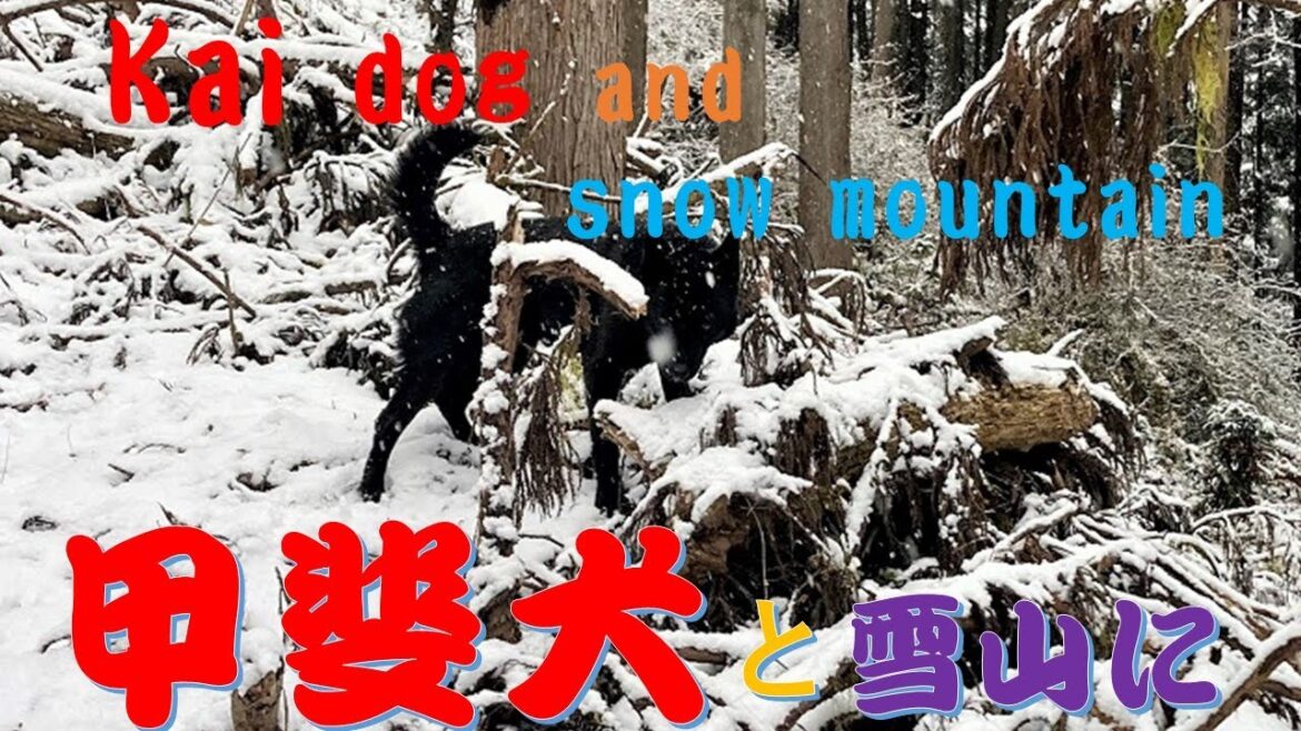 初雪の日に甲斐犬と（With the Kai dog on the day of the first snow）【Samurai dog TV】