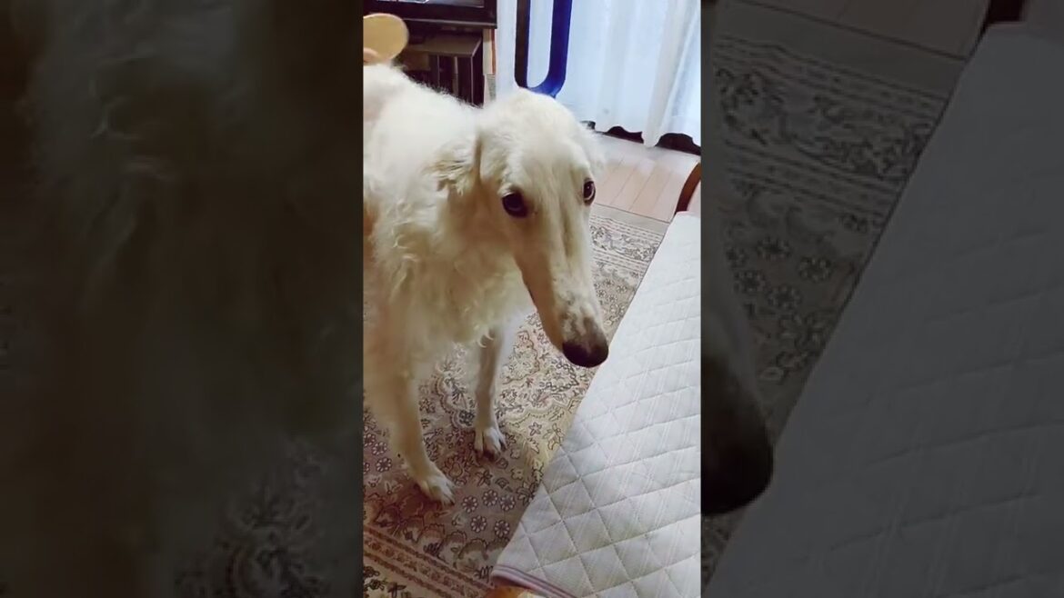 ブラッシング が 気持ち良くてご機嫌な大型犬
