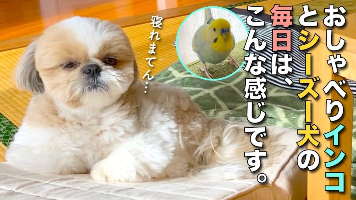 【シーズー】お兄ちゃんが賑やかすぎて寝れん www（まるちゃんのプチ動画）【230】