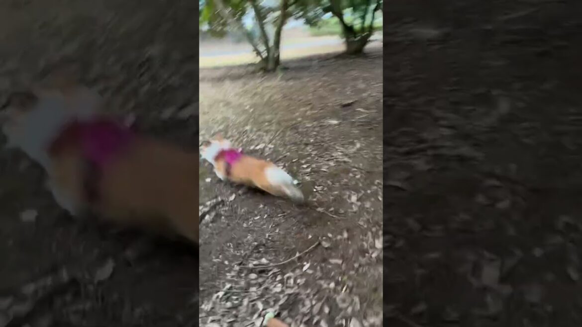 コーギーさんダッシュ #corgi #コーギー #корги