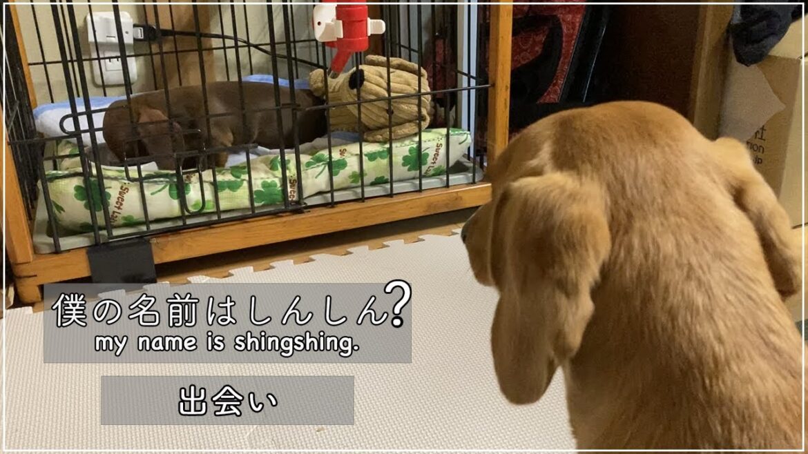 ダックスフンドとダックスフンドの子犬。/可愛い/出会い【スムースダックスフンド】