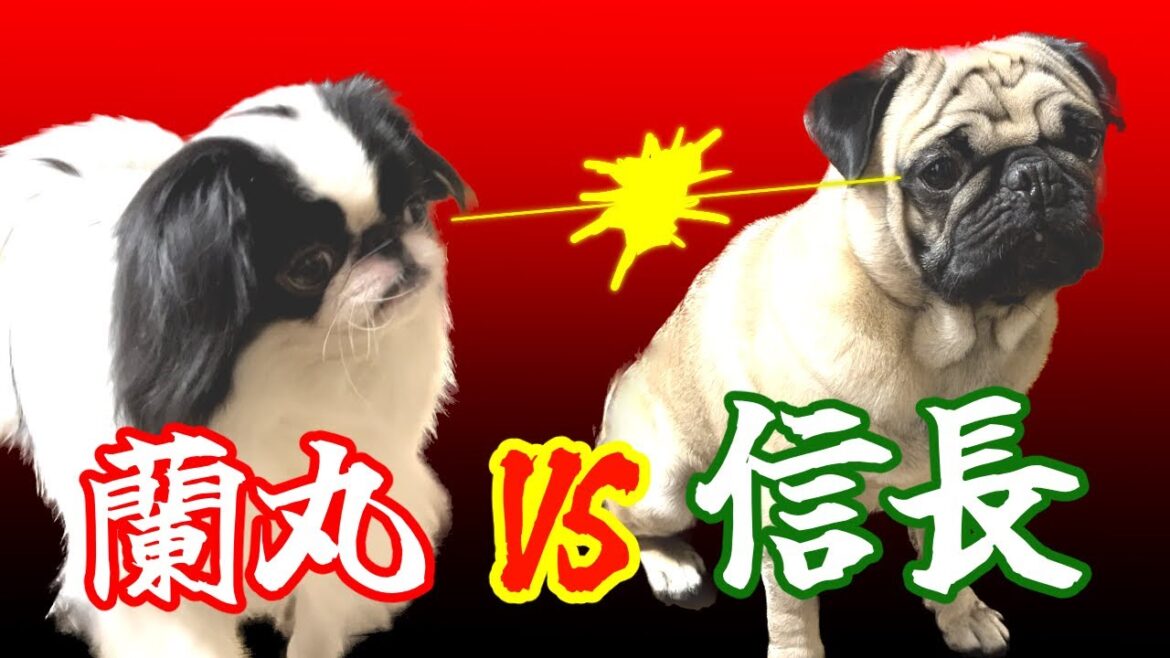 狆犬VSパグ犬！おやつの取り合い対決！！