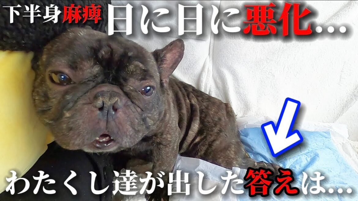 【緊急動画】下半身麻痺になった愛犬に、わたくし達が出した答えは…。 【緊急動画】下半身麻痺になった愛犬に、わたくし達が出した答えは...。