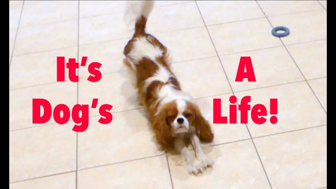 5匹のキャバリア キング チャールズ スパニエルの一日