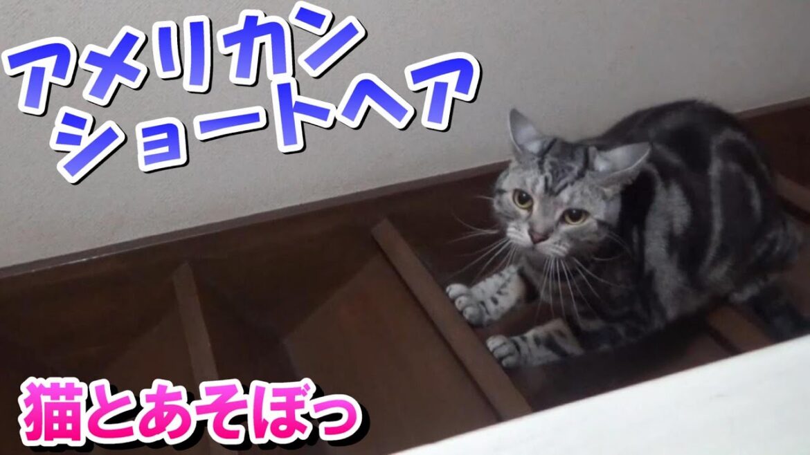 猫のいる暮らし!猫とあそぼ!(アメリカンショートヘア) 猫のいる暮らし!猫とあそぼ!(アメリカンショートヘア)