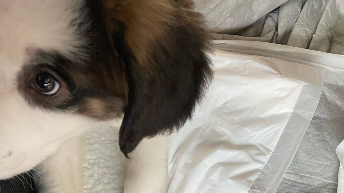 セントバーナードの子犬を迎えました