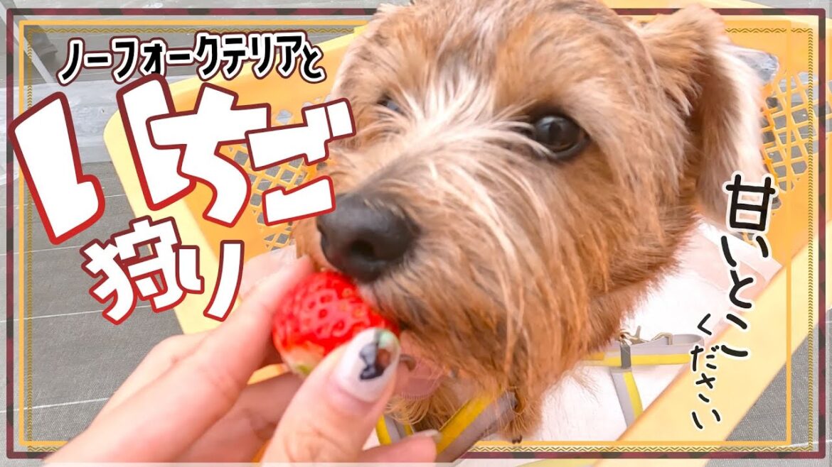 【ノーフォークテリアといちご狩り】いちごの甘いところだけを食べまくる犬