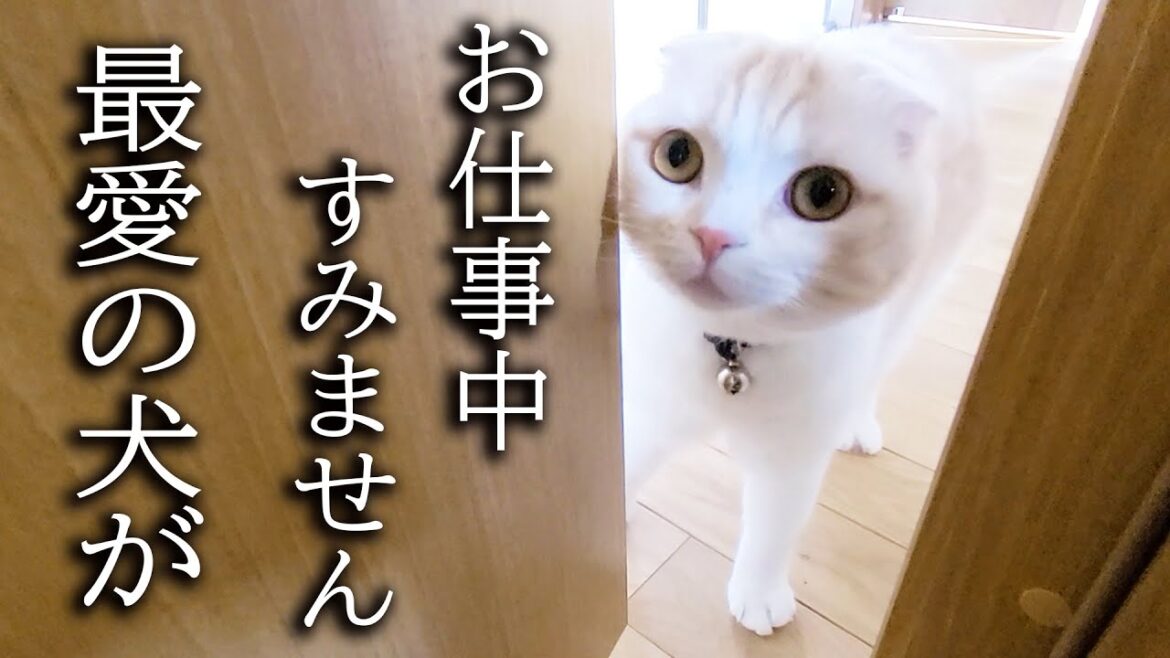 最愛の犬のピンチを秒で知らせにきた子猫とハスキー犬がこちら...