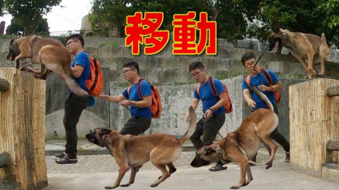 柱から柱へ飛び乗る【大型犬シェパード】マリノアらしく遊ぶ