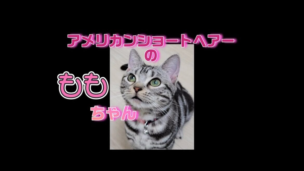 我が家にアメリカンショートヘアーが来た❤️