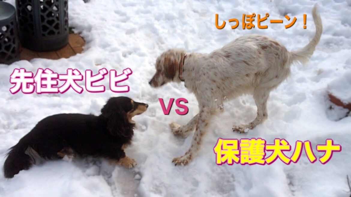 【元保護犬 ダックスフンド・イングリッシュセッター】先住犬を避ける保護犬。