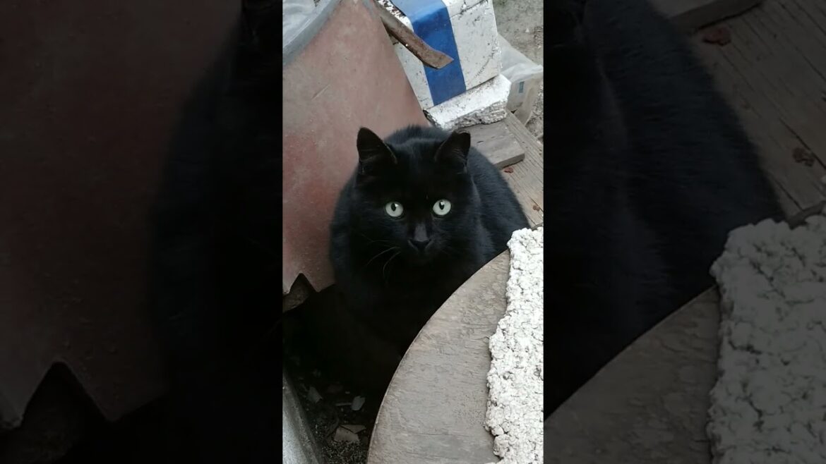 真ん丸緑の目のサリーさん。触れるようになったらいいな。パパママ兄弟虹の橋。