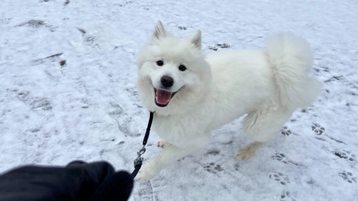 初めての雪遊び【サモエド】Playing in the snow for the first time【samoyed】