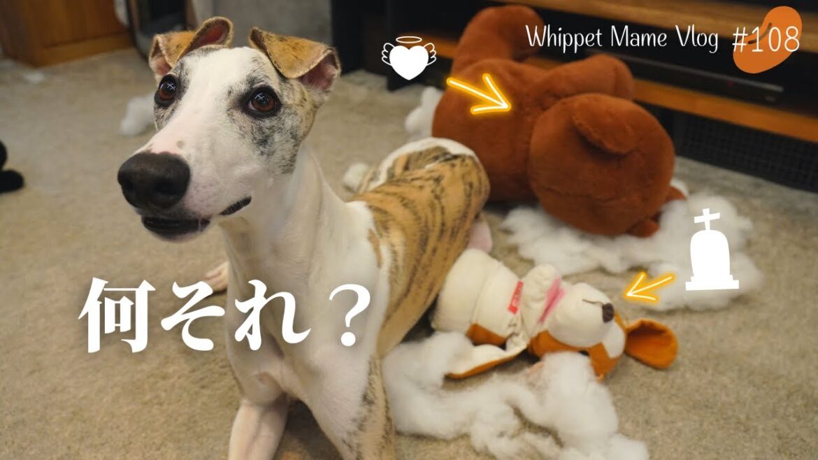 すぐにおもちゃを壊してしまう愛犬へ○○をあげたら大喜び！　＃108