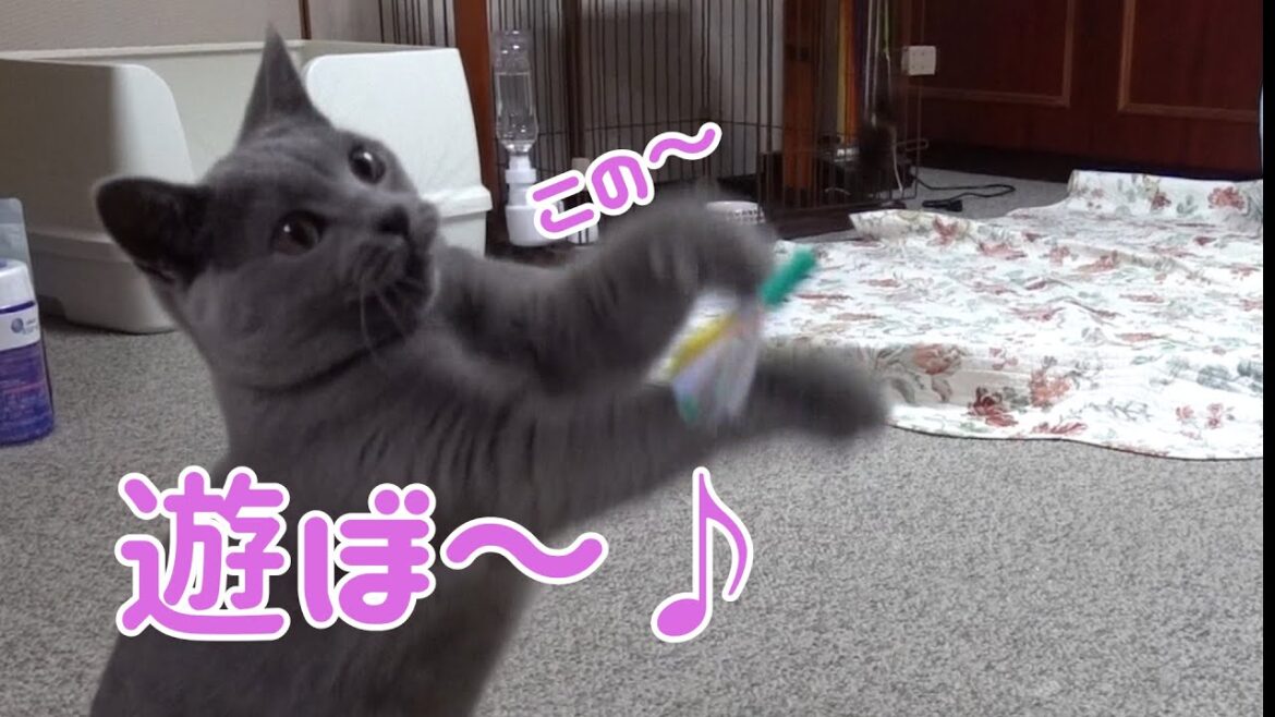 8ヶ月になるシャルトリューと新しい玩具で遊ぶとこんな感じになります           【Chartreux】 8ヶ月になるシャルトリューと新しい玩具で遊ぶとこんな感じになります           【Chartreux】