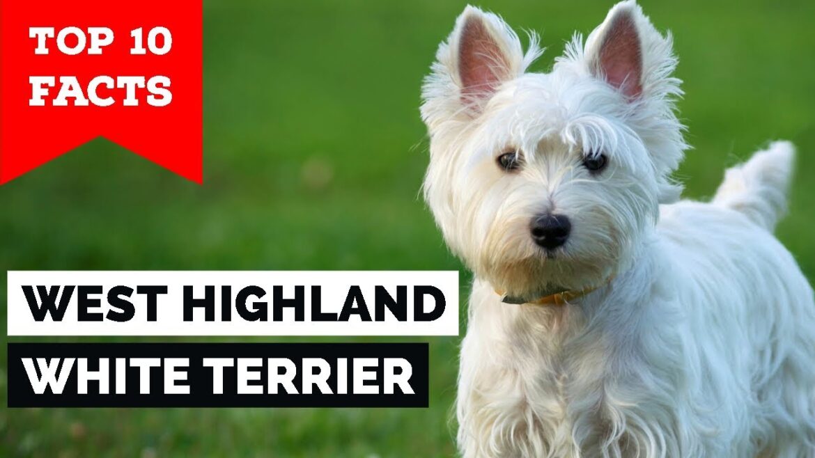 ウエスト・ハイランド・ホワイト・テリア – トップ10の事実 (Westie)