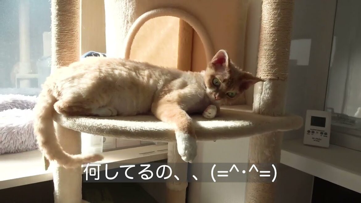 気持ちよく日向ぼっこしているデボン猫です