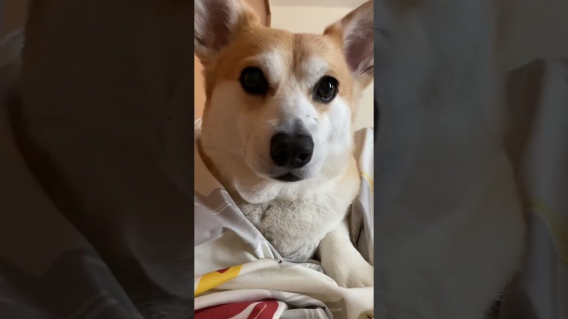 【コーギー】登場の仕方可愛すぎ😂