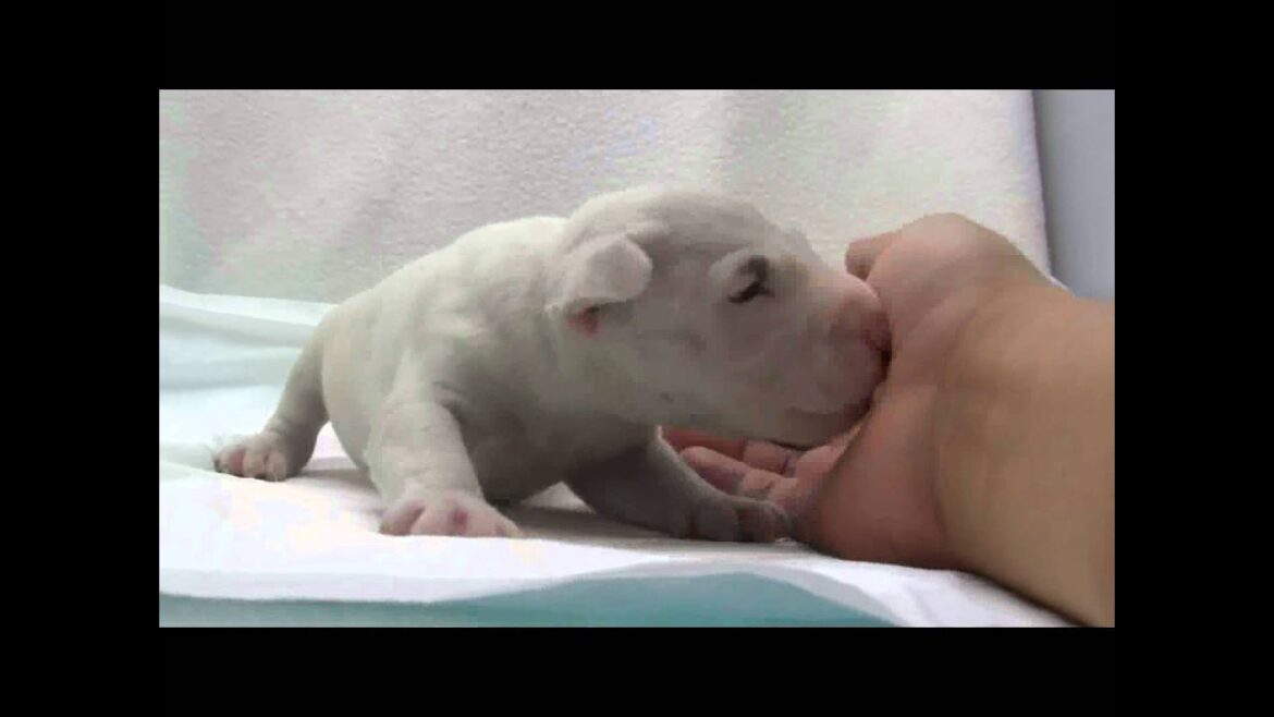 ミニチュアブルテリアの子犬12