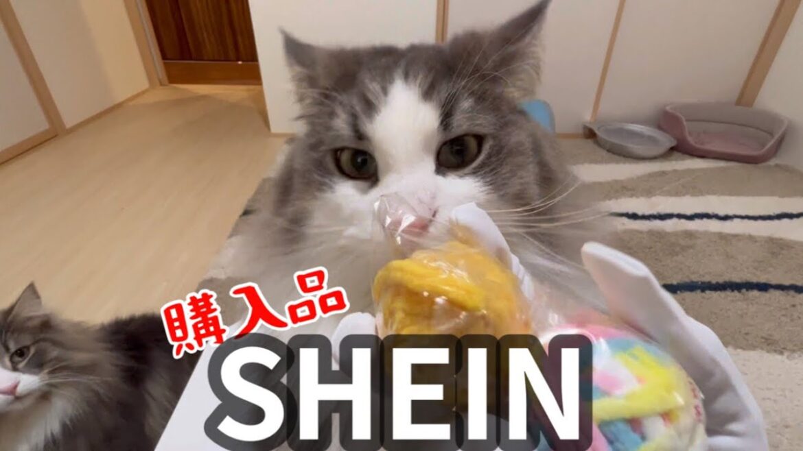 【SHEIN購入品】ペットグッズ買ったら、反応が良すぎた…wwwノルウェージャンフォレストキャット
