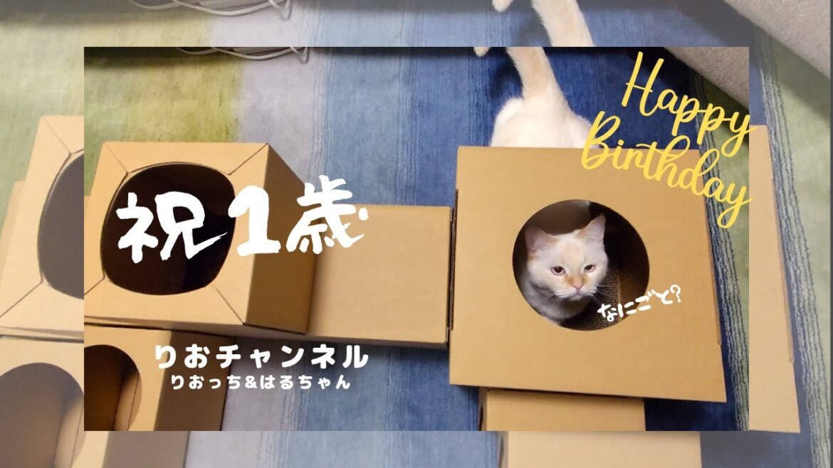 １歳を迎えた猫の成長に驚き　2匹で一緒に遊べるプレゼントを送ってみた
