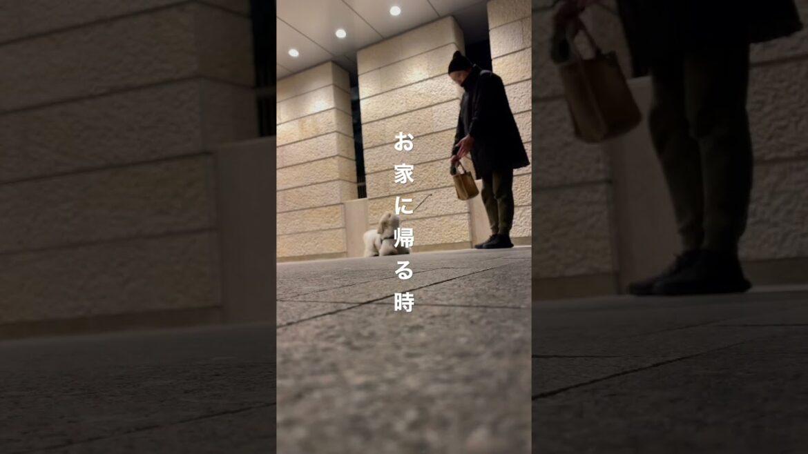 【シーズー】散歩帰りに愛犬との駆け引きが幸せすぎる #shorts