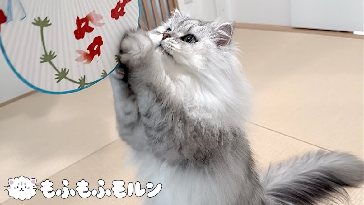 猫とうちわのお戯れ【サイベリアン】