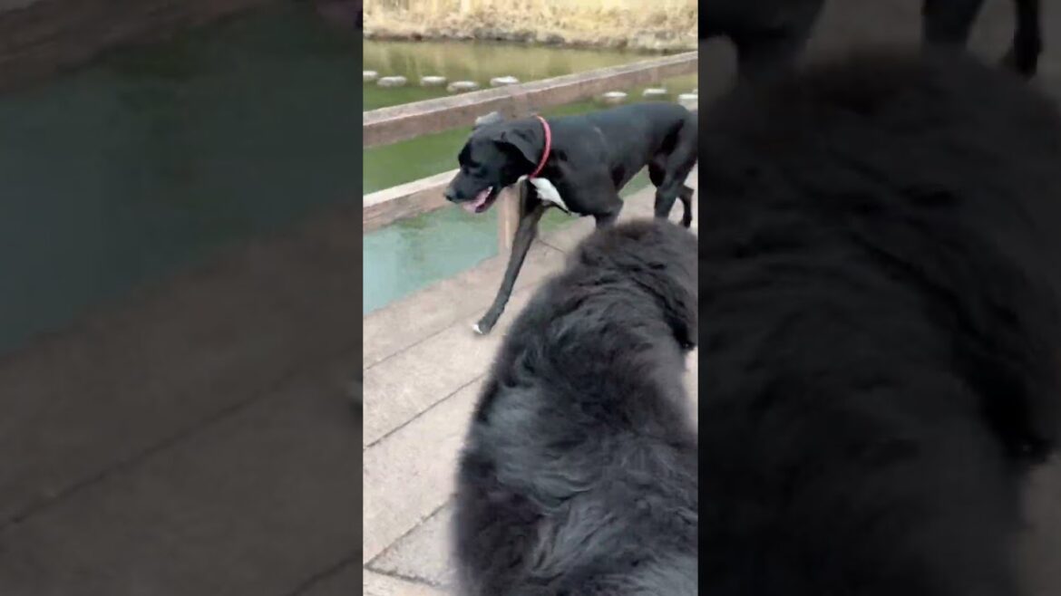 超大型犬とお散歩🐶🐾 ニューファンドランドボス君 グレートデーンクィーンちゃん 多頭飼育 パパ 犬との暮らし 猫との暮らし 元保護猫 Giantdog boss＆Queen