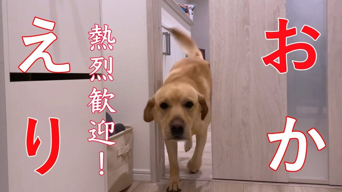 パパ帰宅❗️また突撃ダァ‼️【ラブラドールレトリバー】