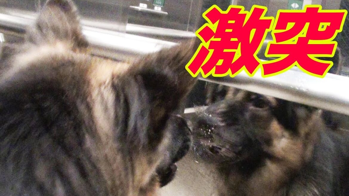 激突！ジャーマンシェパード犬　お迎えで吼える