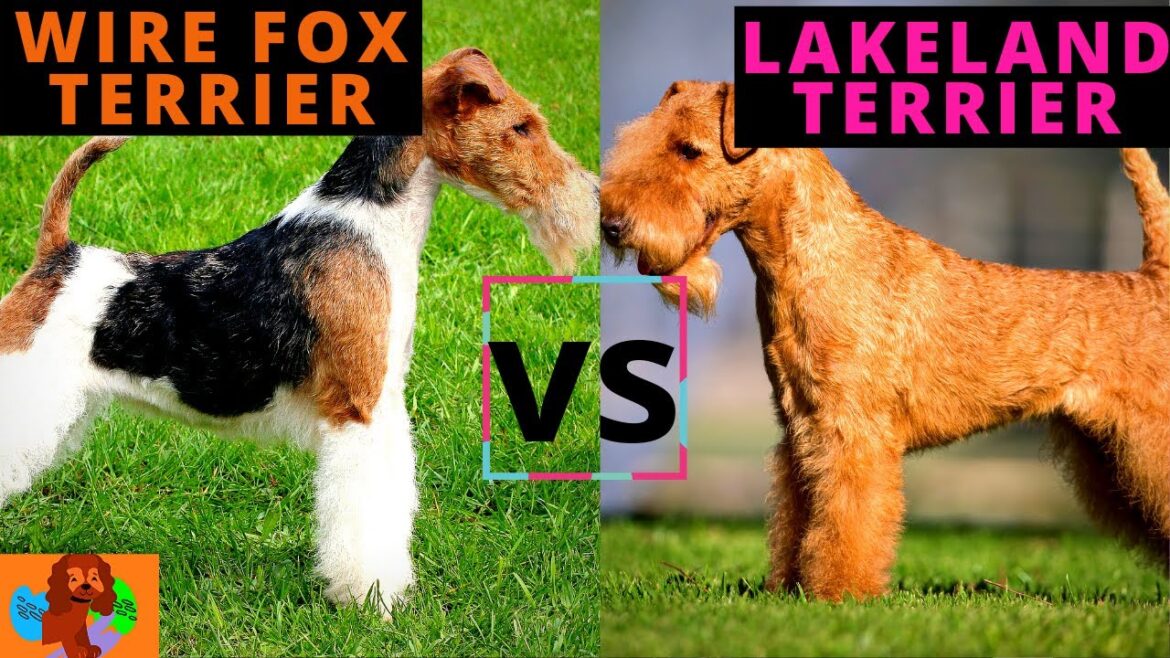 WIRE FOX TERRIER VS LAKELAND TERRIER【犬種比較】どっちを選ぶ？