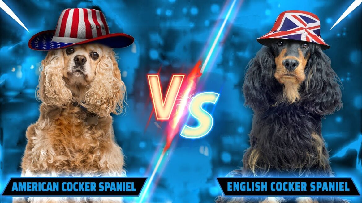 イングリッシュ・コッカー・スパニエルとアメリカン・コッカー・スパニエル - あなたにぴったりなのはどっち? 🇬🇧 vs 🇺🇲