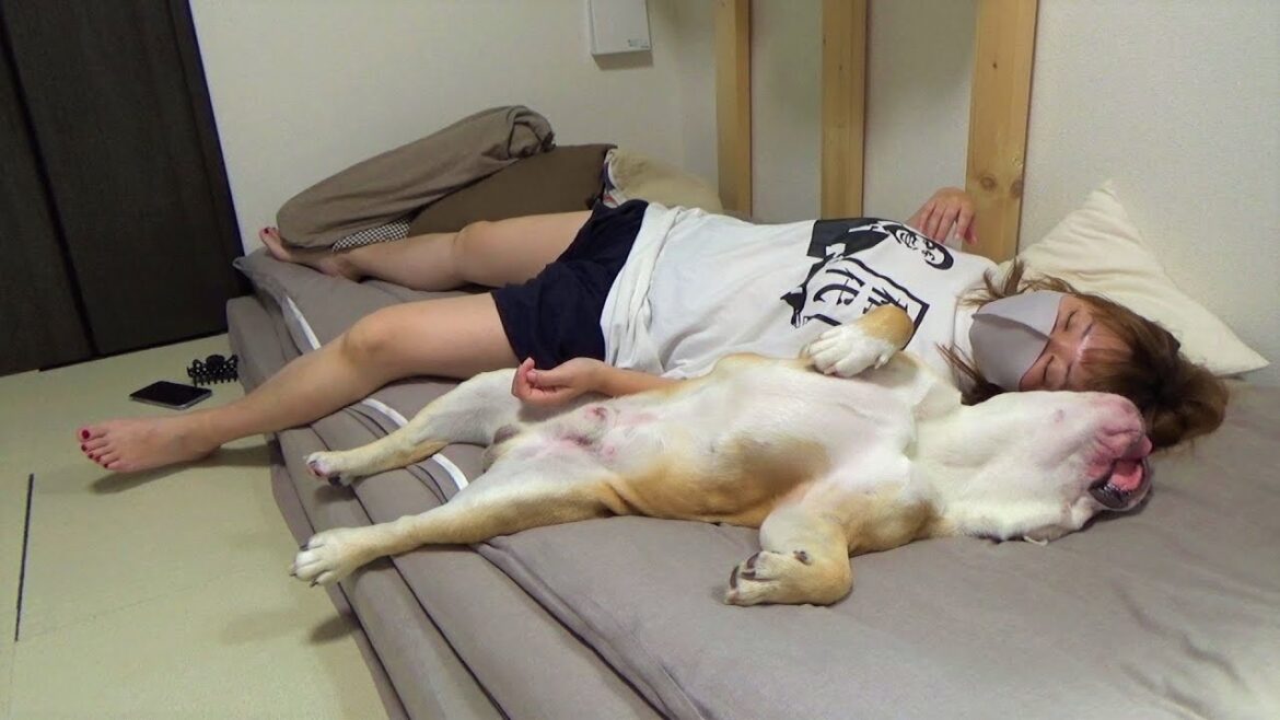 １日20時間以上寝続けるブルドッグのリアルな生活はこちら！