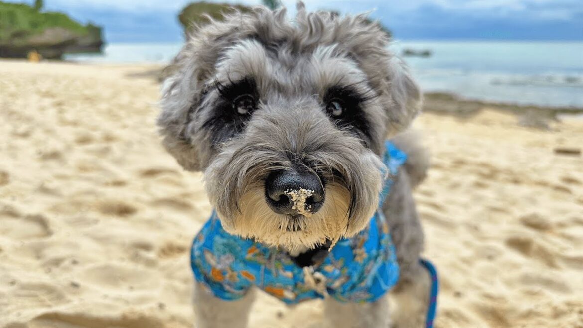 沖縄最大級のカフェ!星野リゾートのバンタカフェに行ってきた【ミニチュアシュナウザー】 沖縄最大級のカフェ!星野リゾートのバンタカフェに行ってきた【ミニチュアシュナウザー】