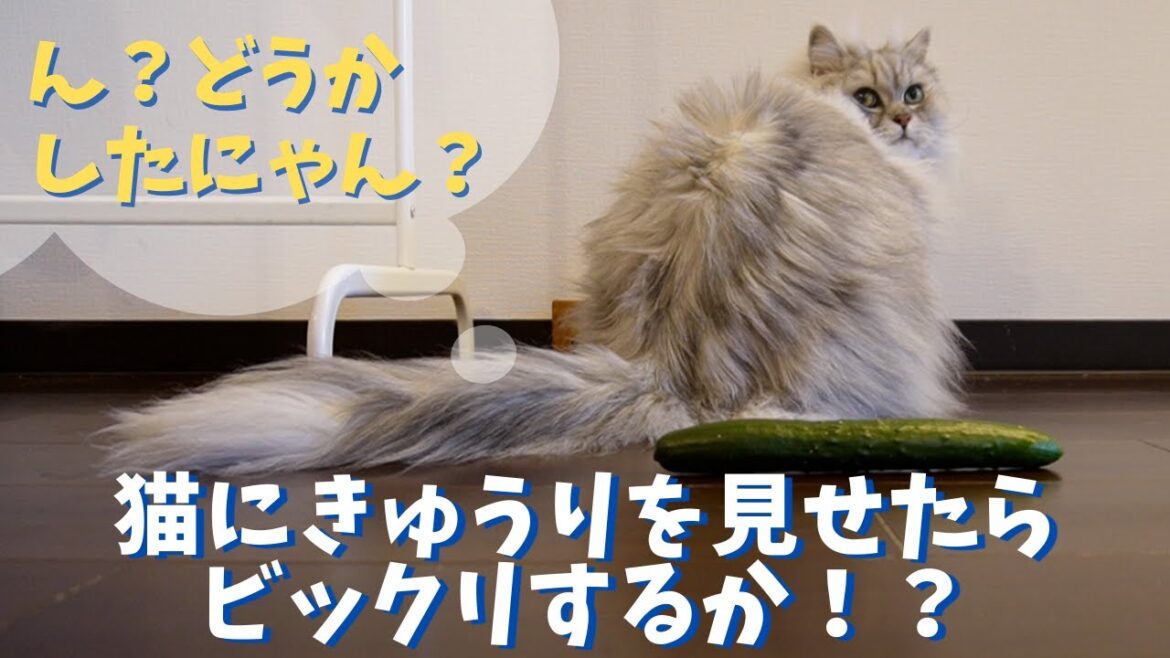 猫にきゅうりを見せたらびっくりするか！？｜ラガマフィンのラガさん
