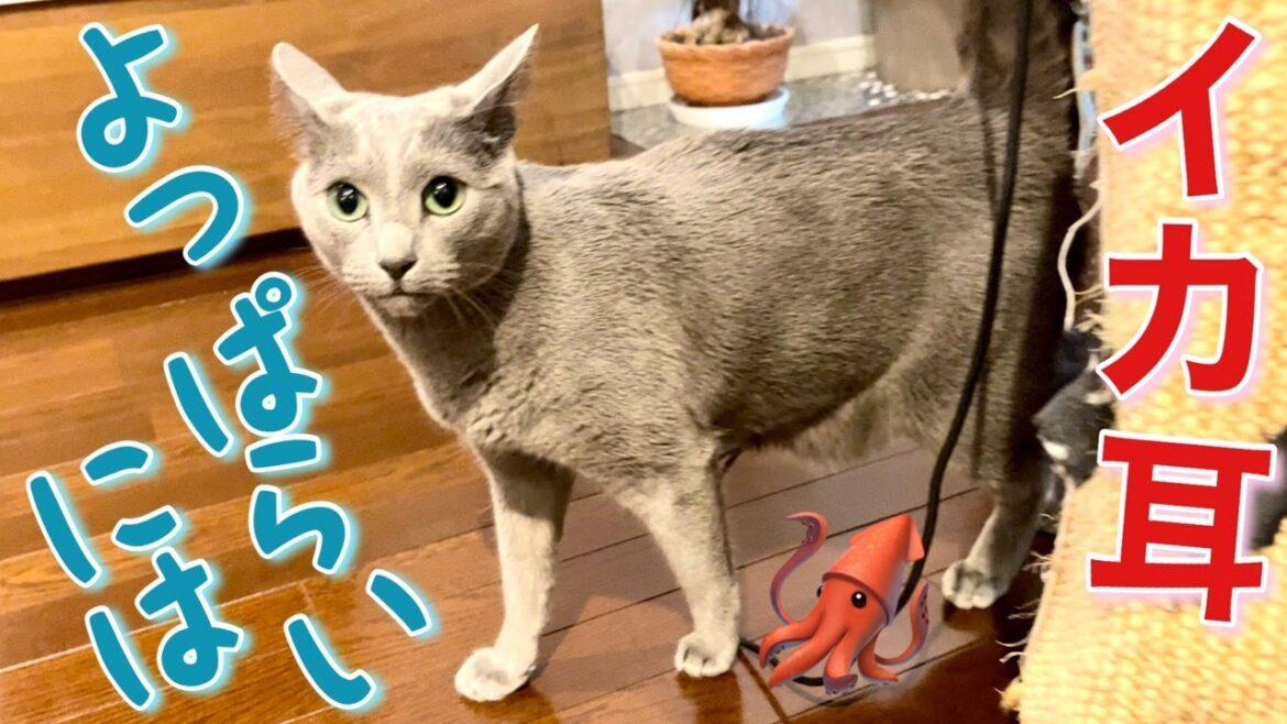 猫はホロ酔い帰宅した飼い主にどう反応する？【ロシアンブルー】Russian Blue cat Kotetsu~What does a cat do to his owner homing drunk?