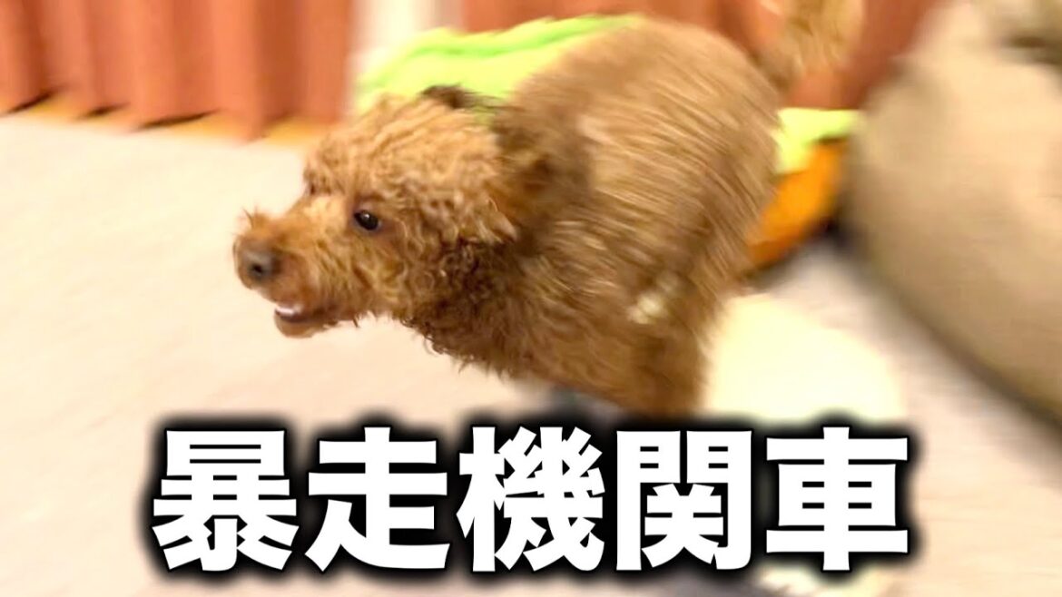 嫌いなお風呂から出た瞬間、喜びとストレスを大爆発させるトイプードル 嫌いなお風呂から出た瞬間、喜びとストレスを大爆発させるトイプードル