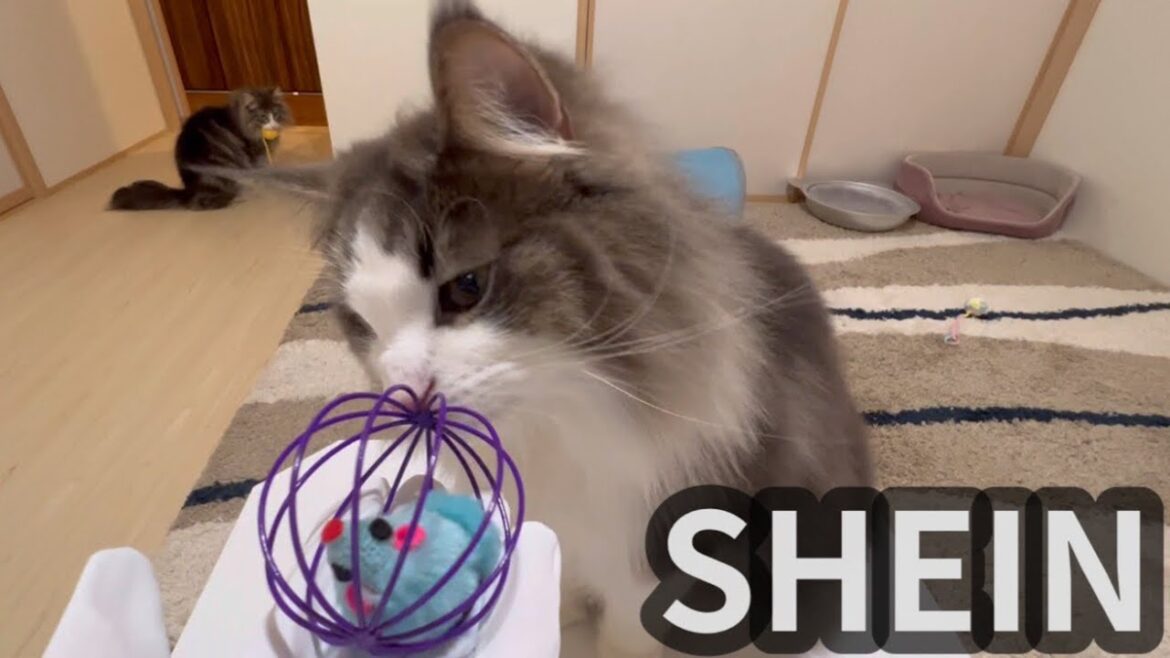 【SHEIN購入品】新しいおもちゃに興味津々のノルウェージャンフォレストキャット❤︎