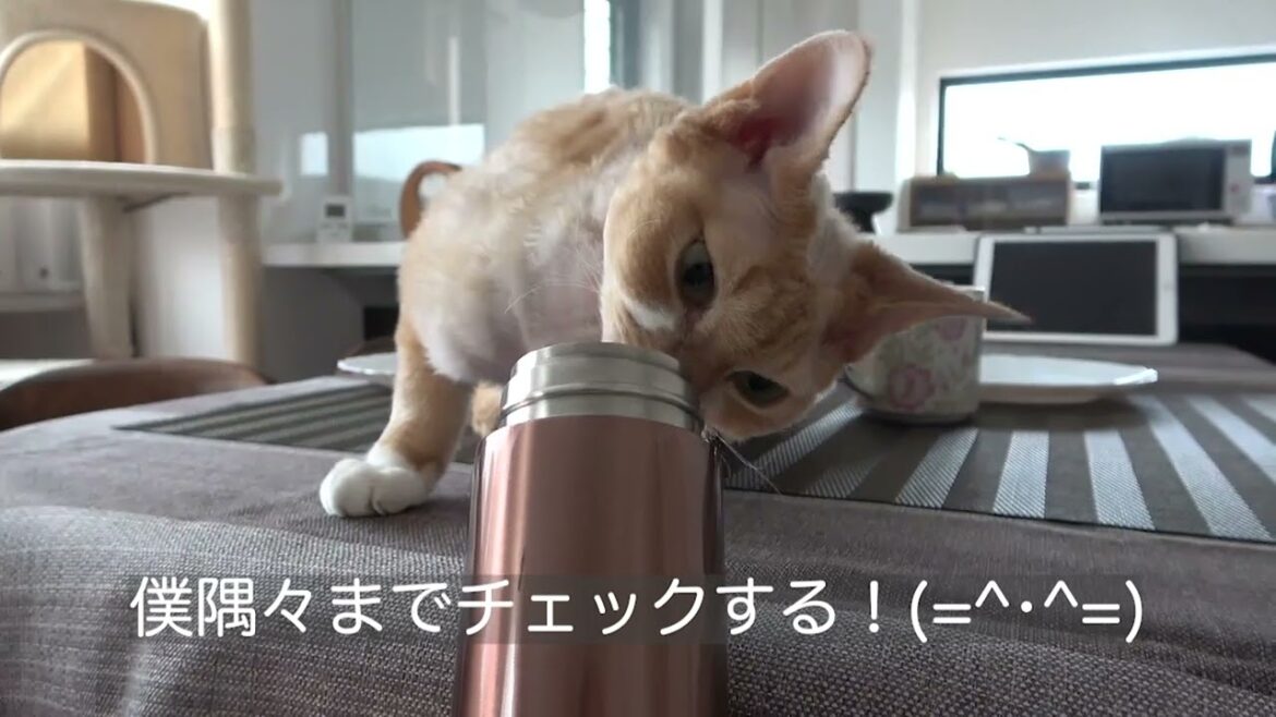 水筒を隅々まで確認したデボン猫です