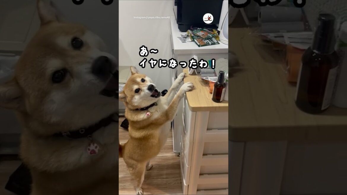 突然キレる柴犬｜PECO