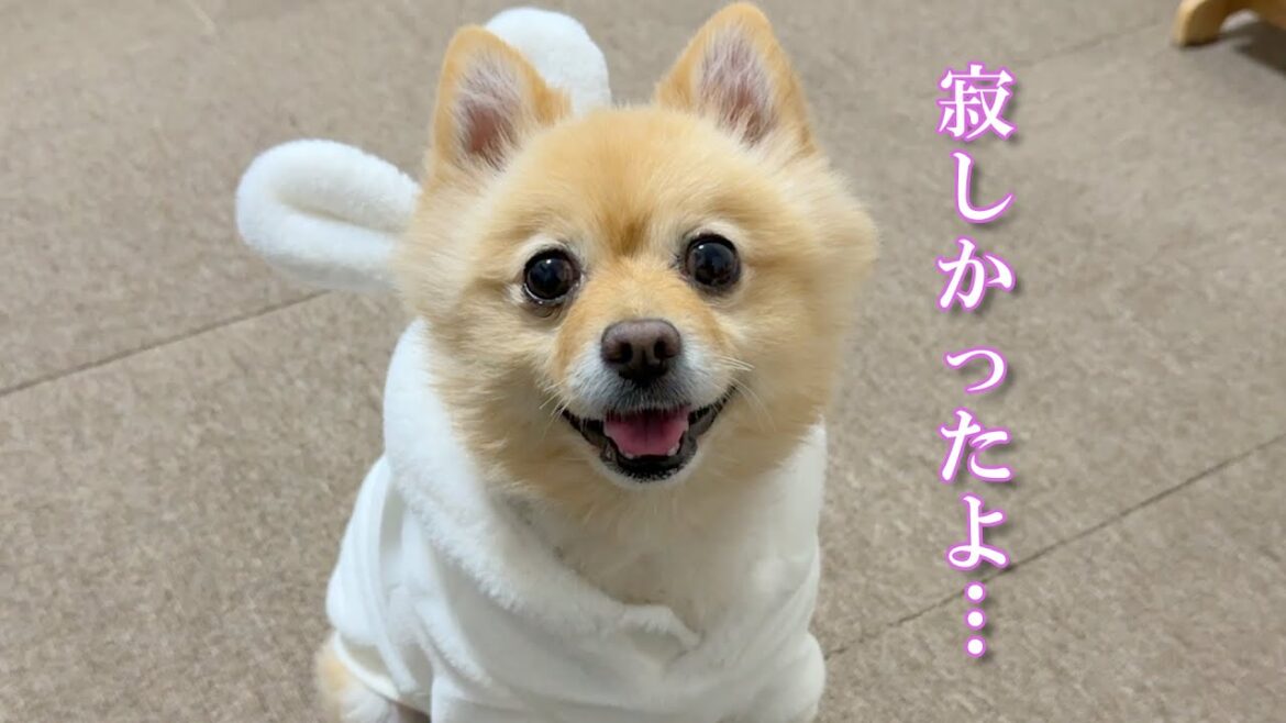 久しぶりに飼い主と再会した愛犬の反応が感動的でした…