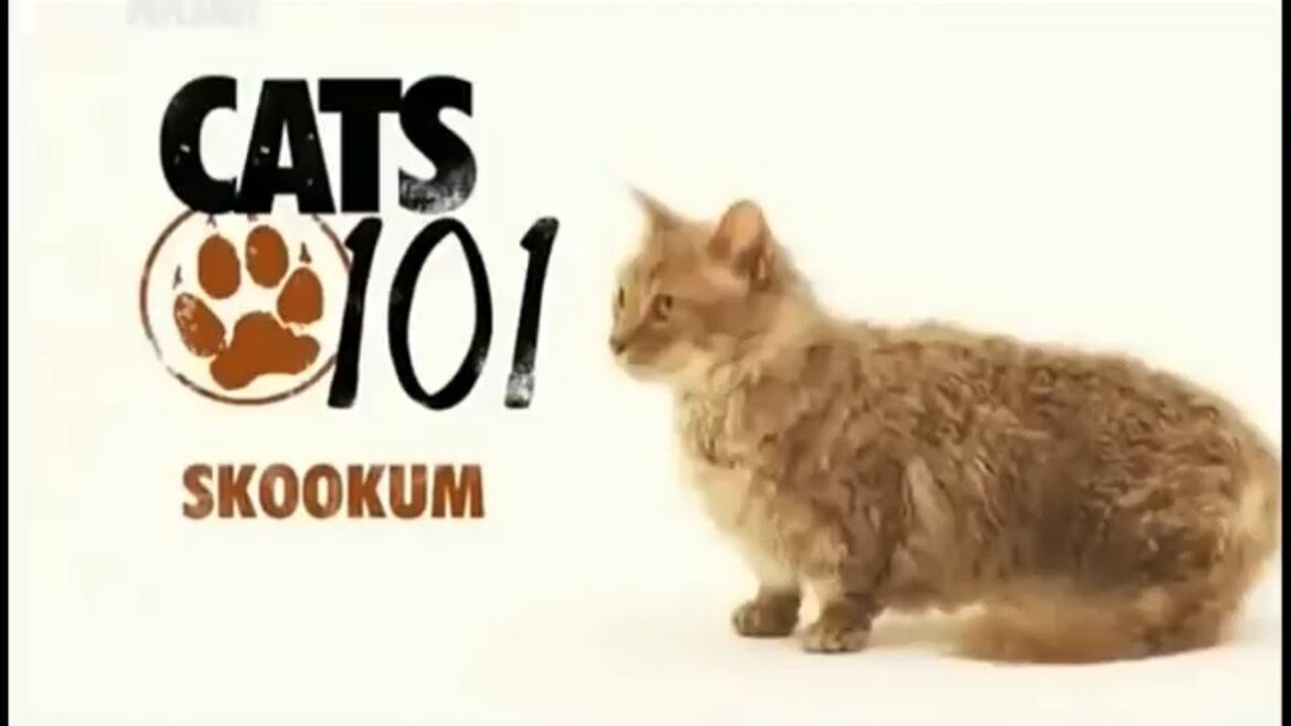 Скукум 101kote.ru Skookum 101cats