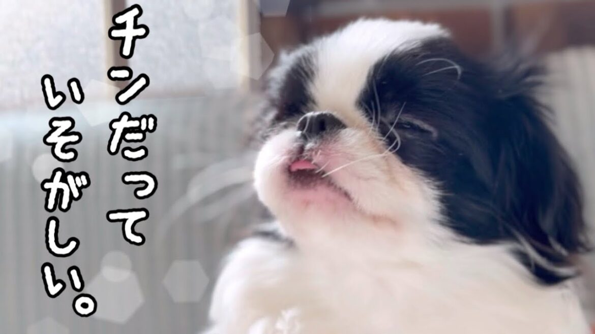 犬も何かと忙しい。