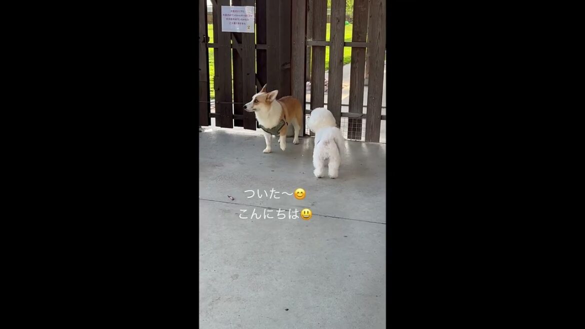 上手に待てるよ😊#荷物＃待てる#暑い＃ビションフリーゼ