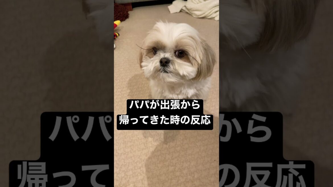 【シーズー】パパが出張から帰ってきた時の反応  #shorts
