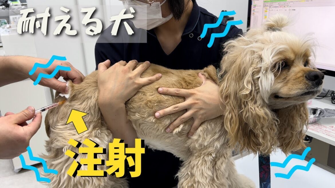注射が痛いのに終わるまで必死に耐える愛犬が可愛い【アメコカ】