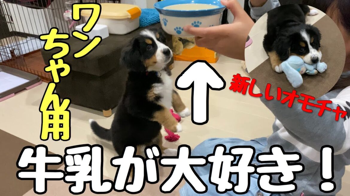 【子犬の日常】大好きなもの！！バーニーズマウンテンドッグ