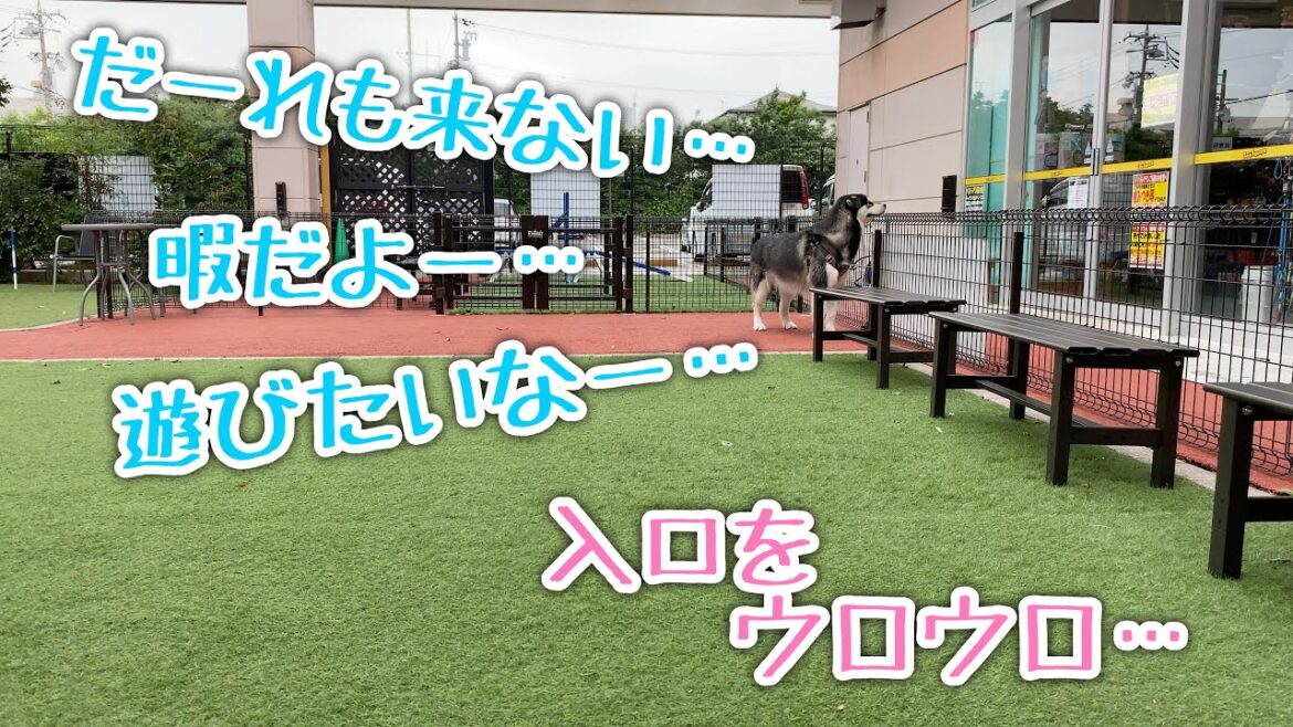 【猛獣館？】誰も来なくてウロウロしちゃうアラスカンマラミュート【桜空】
